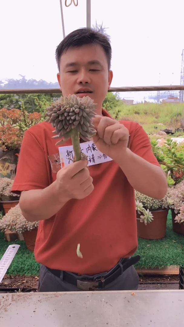 276淡雪缀化一物一拍