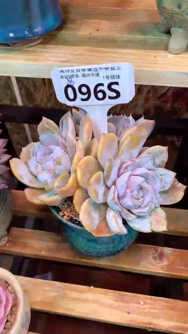 096S（一物一拍实付满28发货，默认不带盆土）