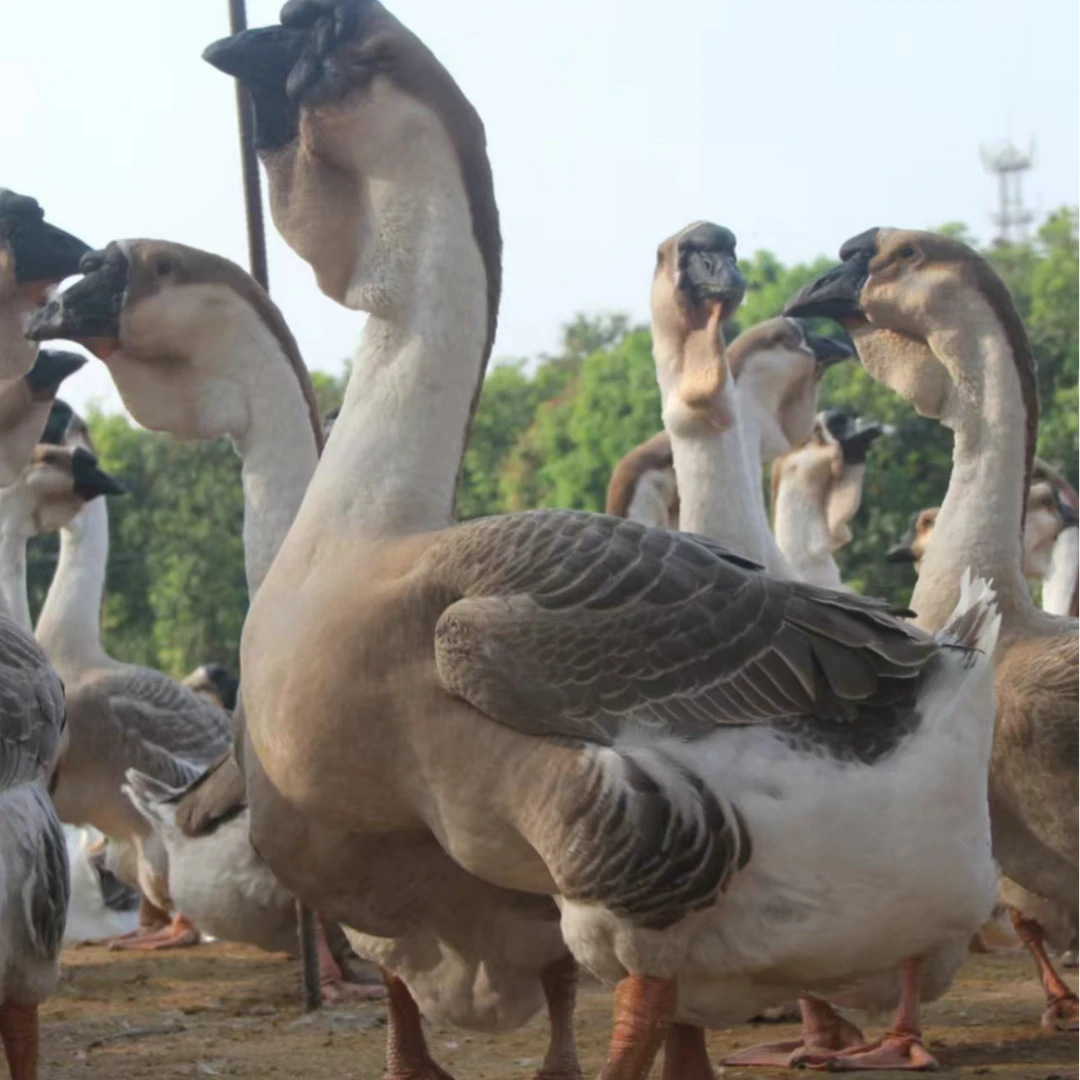 （1号）3两左右顺丰包邮鹅肉肉质肥而不腻