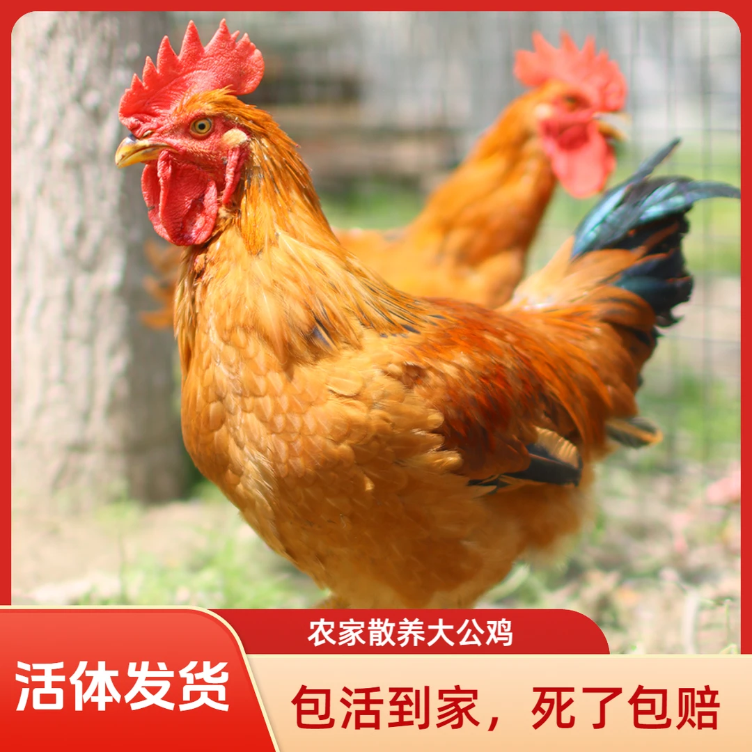 宠物鸡包邮-两只装