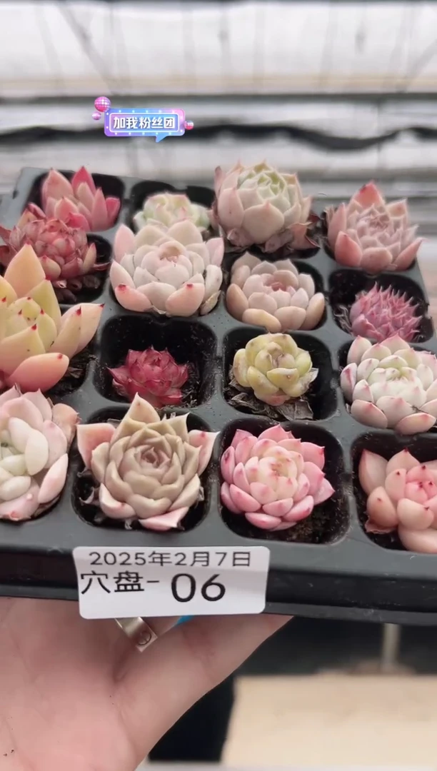 【闪购商品】穴盘-6