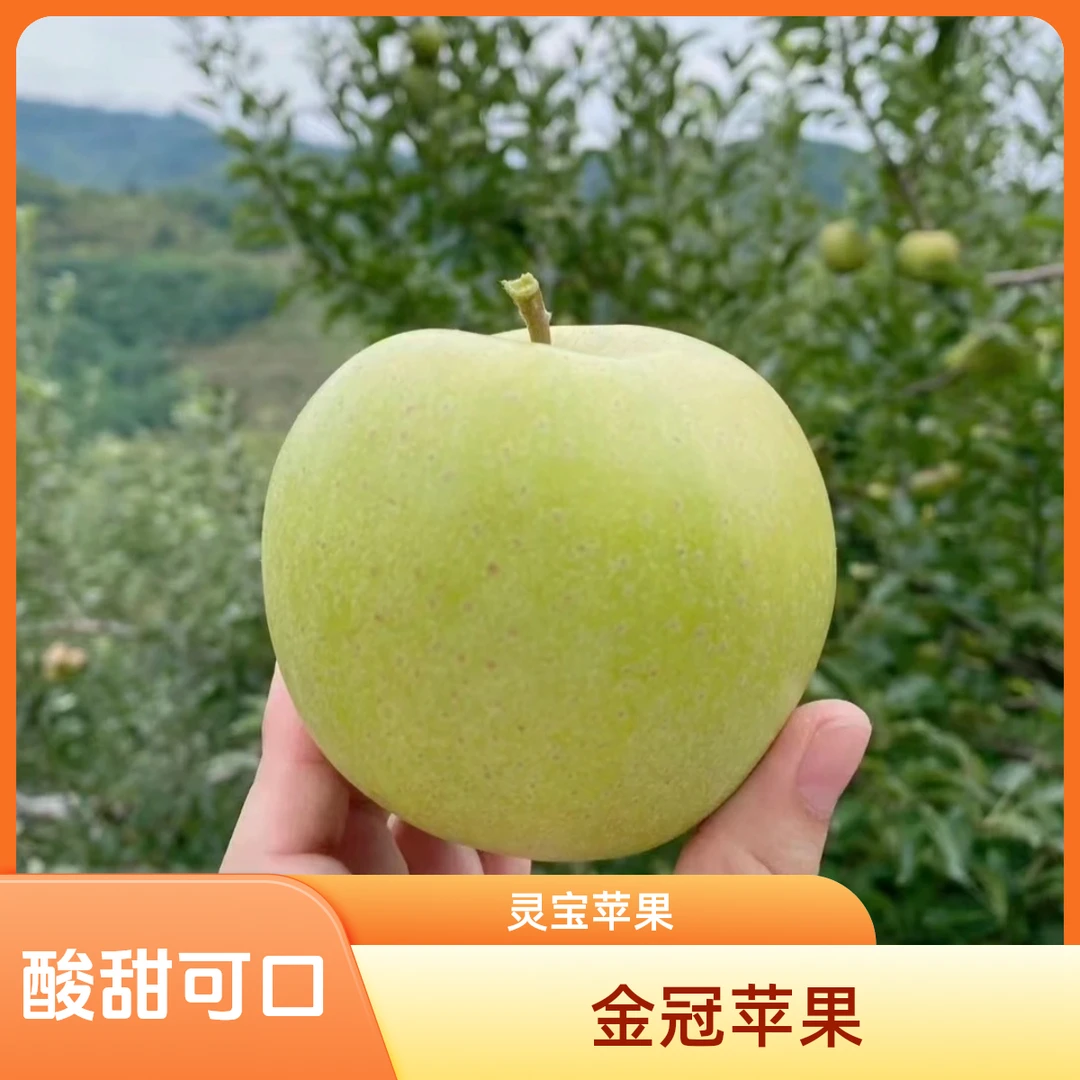 寺河山早熟青苹果金冠果香浓郁酸甜爽口小时候的味道现采现发