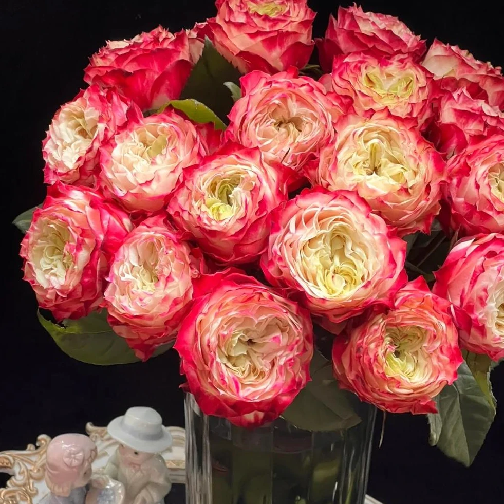 【苹果杰克小七专属】玫瑰 云南基地现采现发