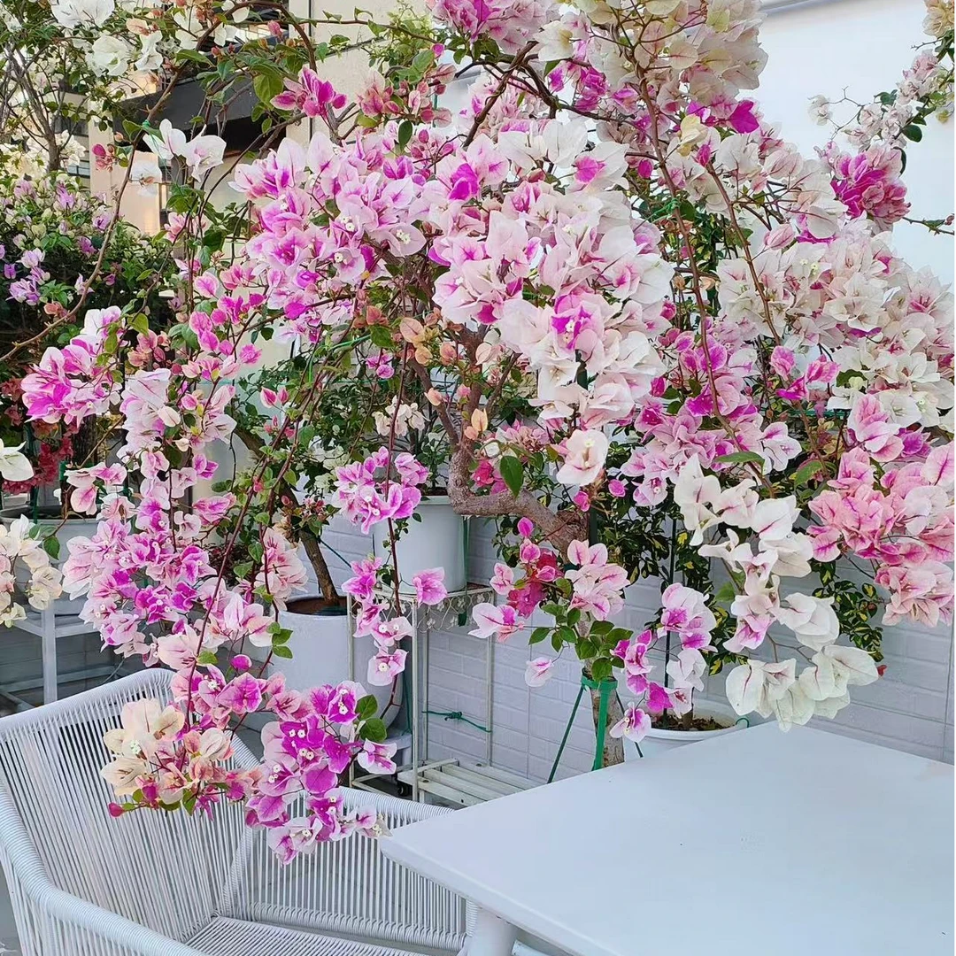 百变花蝴蝶【漳红樱】三角梅阳台庭院爬藤四季开花勤花带花基地发货