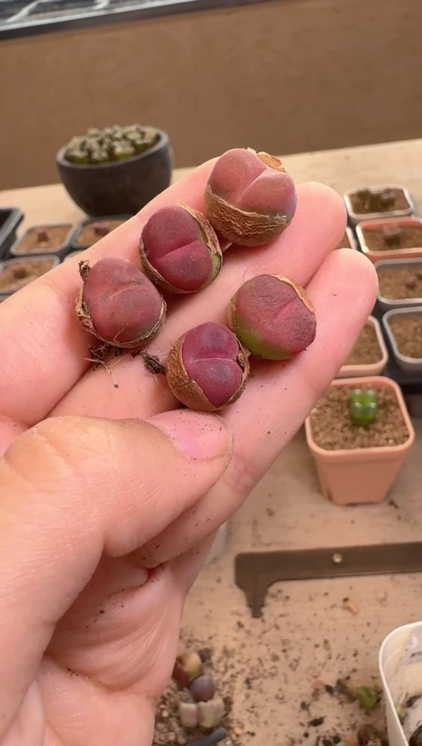 美丽的肉石头12-122 1颗