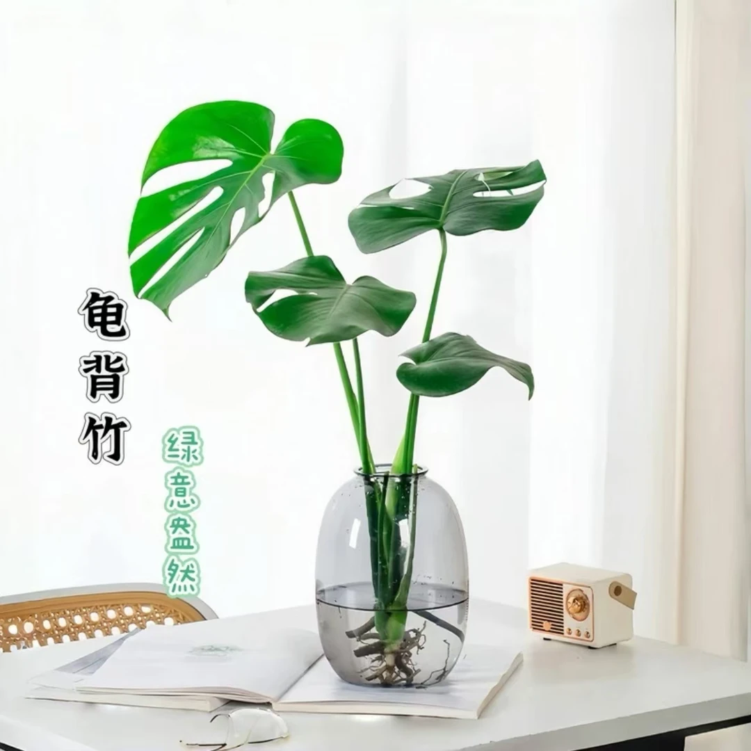 【基地发货】树脂塑料大肚花瓶水培龟背竹室内绿植盆栽桌面盆景观叶