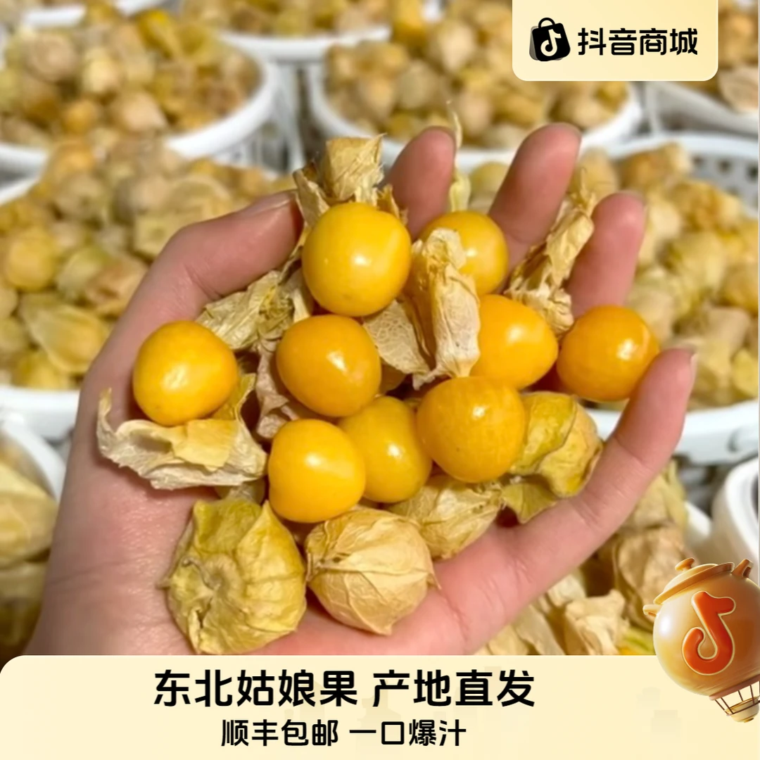 东北头茬姑娘果当季新鲜现摘清甜多汁灯笼果营养高好吃水果