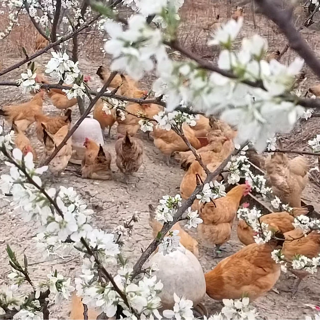 八里河散养笨鸡蛋