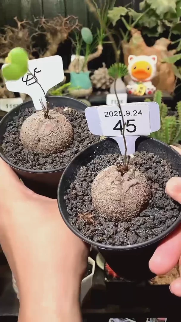 45号924福利南非龟甲龙买1个送1个