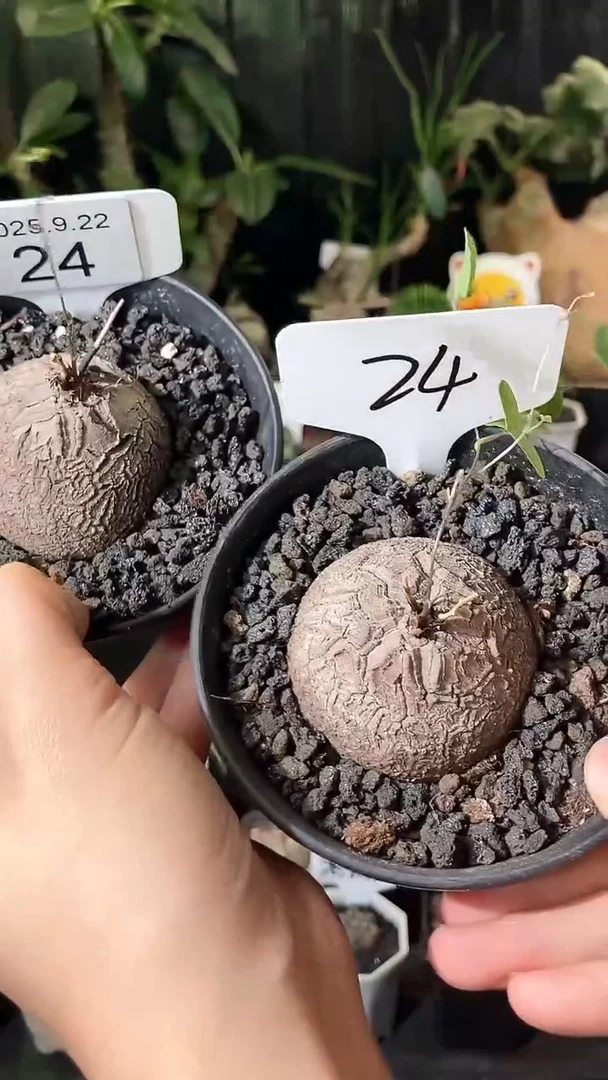 24号922福利南非龟甲龙买1个送1个