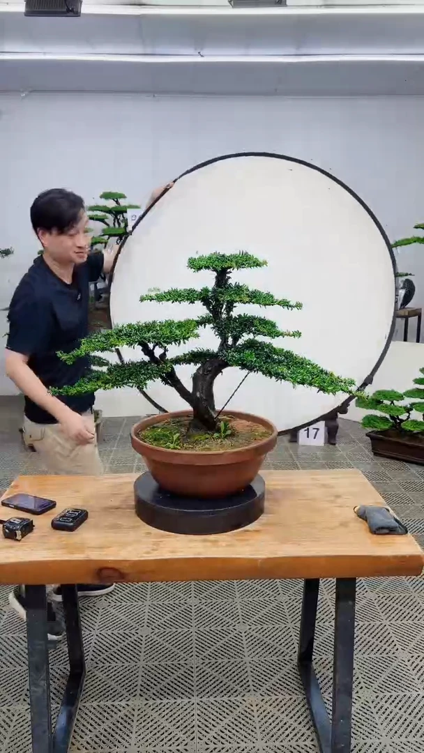 无花朵造型盆景一物一拍