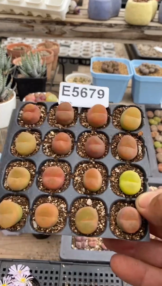 卡*兰5679直播一物一拍