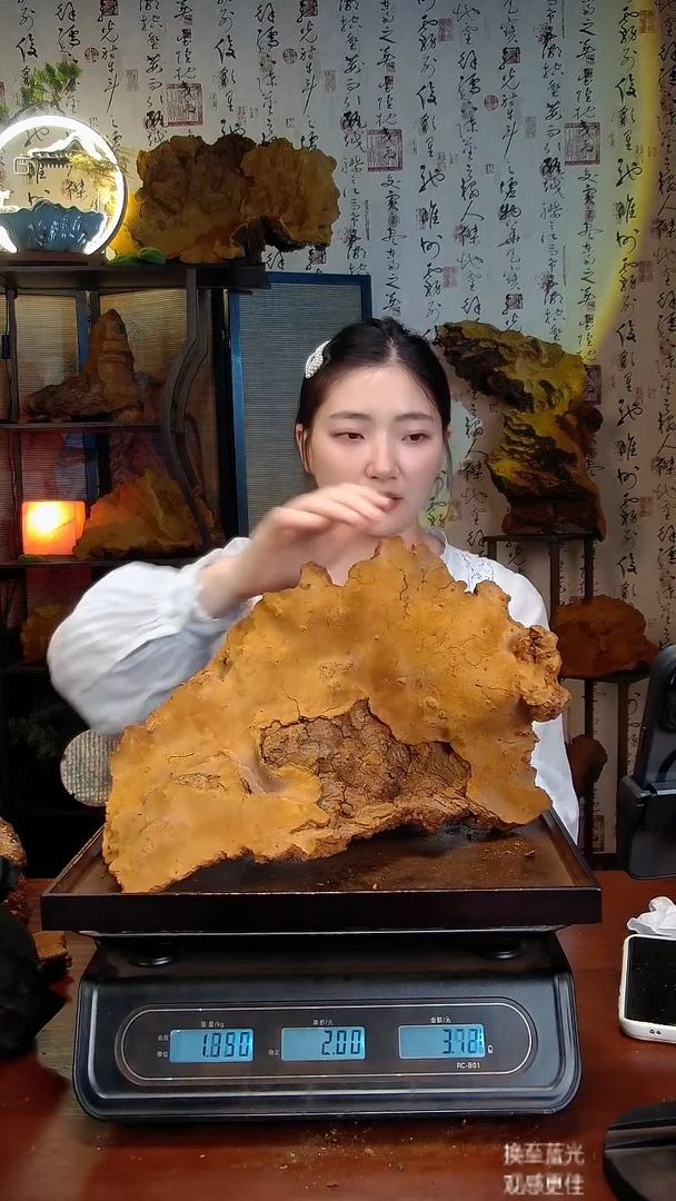 松针层孔菌中国大陆【藏区】松树桑黄（3.73斤）50-60年份