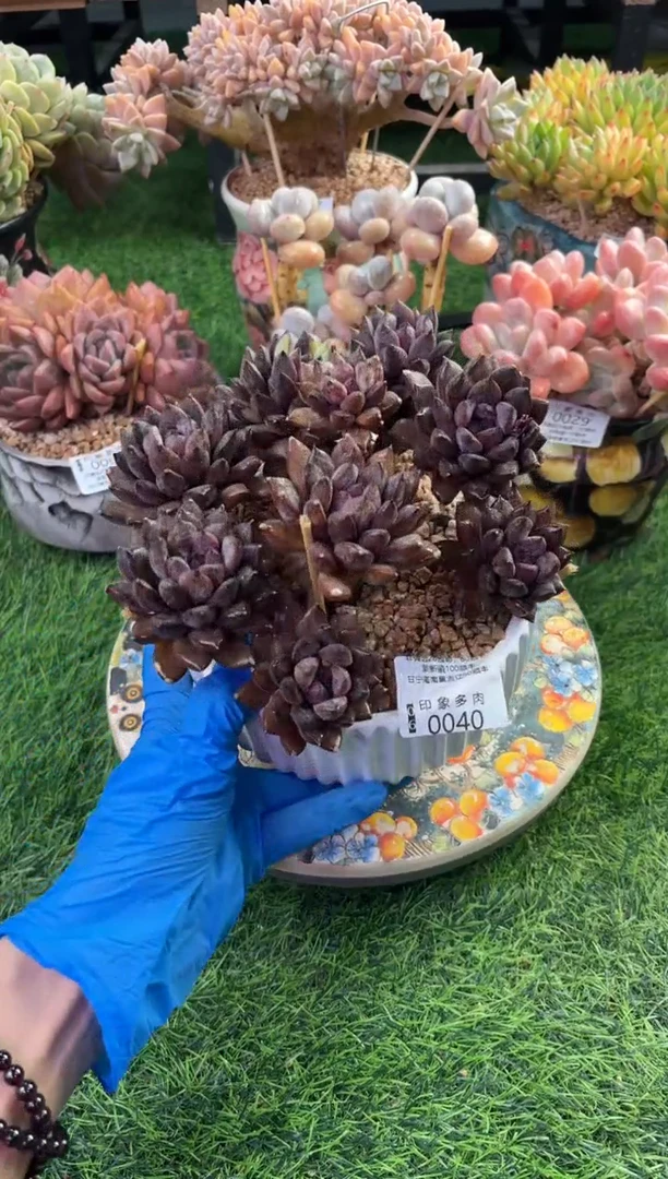 印象多肉0040黑琉璃15cm左右冠幅