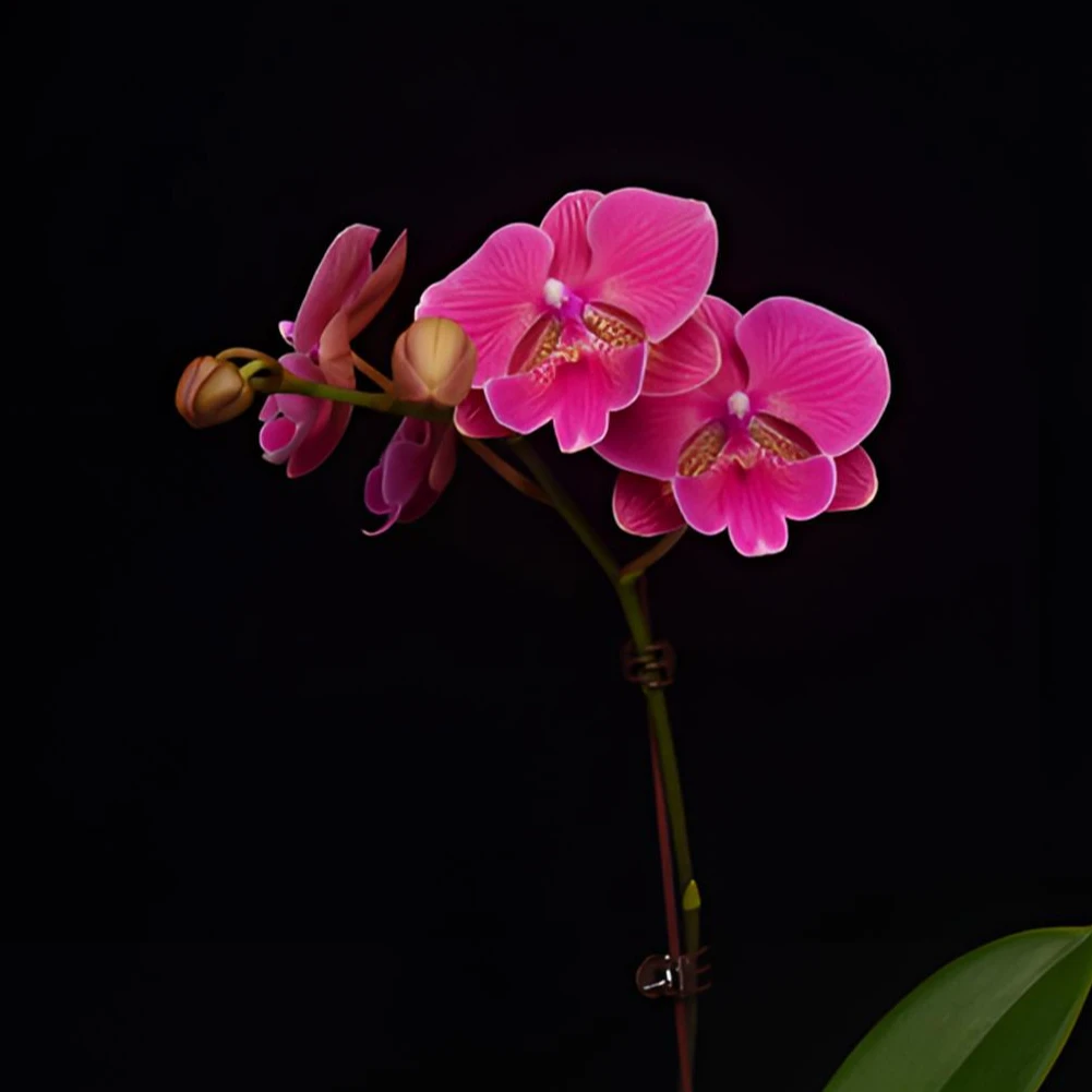 蝴蝶兰2.8寸D【花木兰双】带花带花苞开花株发货