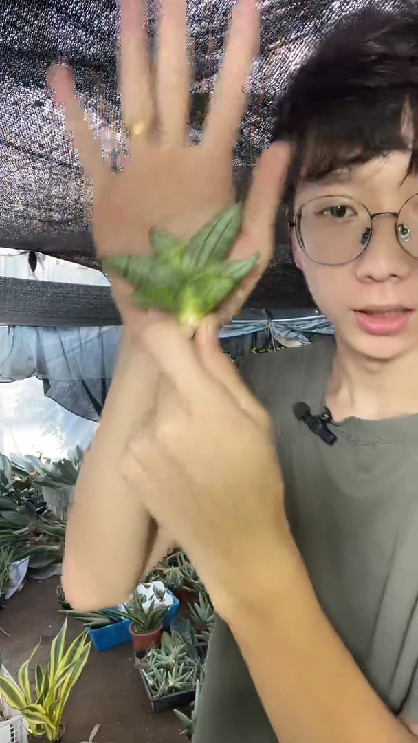 姬佛手裸根3棵11