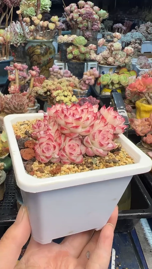 【闪购商品】630不带盆