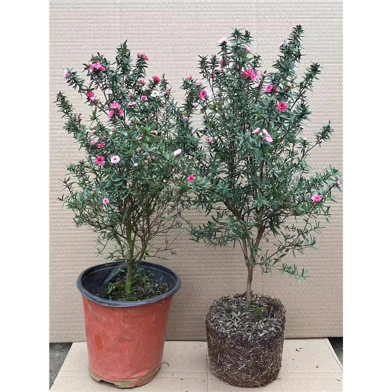 松红梅盆栽带花苞发货四季开花澳洲松红梅三色梅冬季开花植物