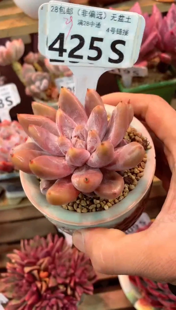 425S（一物一拍，精品多肉，所见即所得 ）