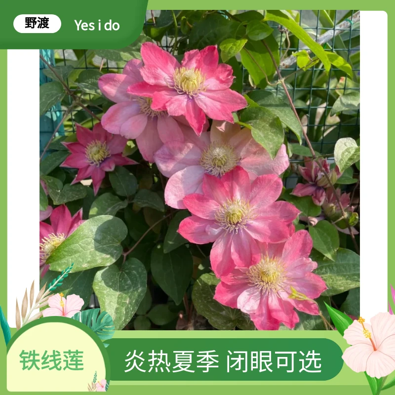 【铁线莲】夏季耐热高温开花盆栽藤本爬藤景造好养四季开花多年生