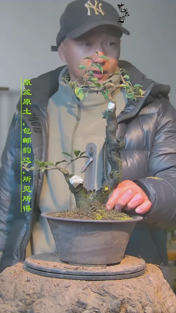 【闪购商品】灌木金弹子