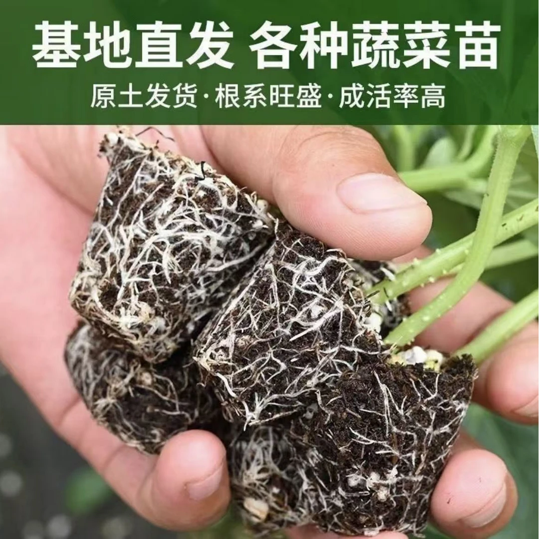 直播间福利款:   辣椒秧苗