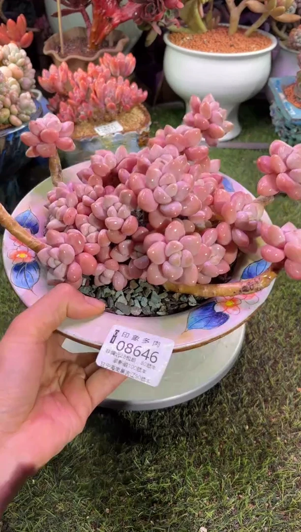 【闪购商品】08646