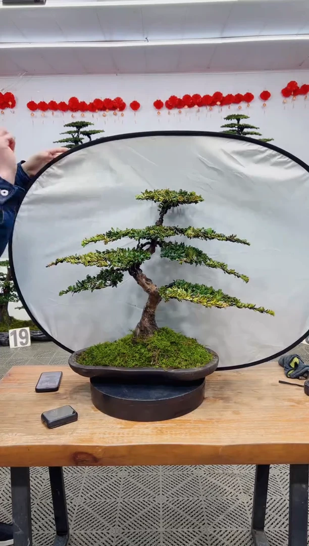 【闪购商品】盆景盆景