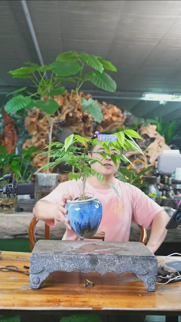 完全开放黄花梨088+