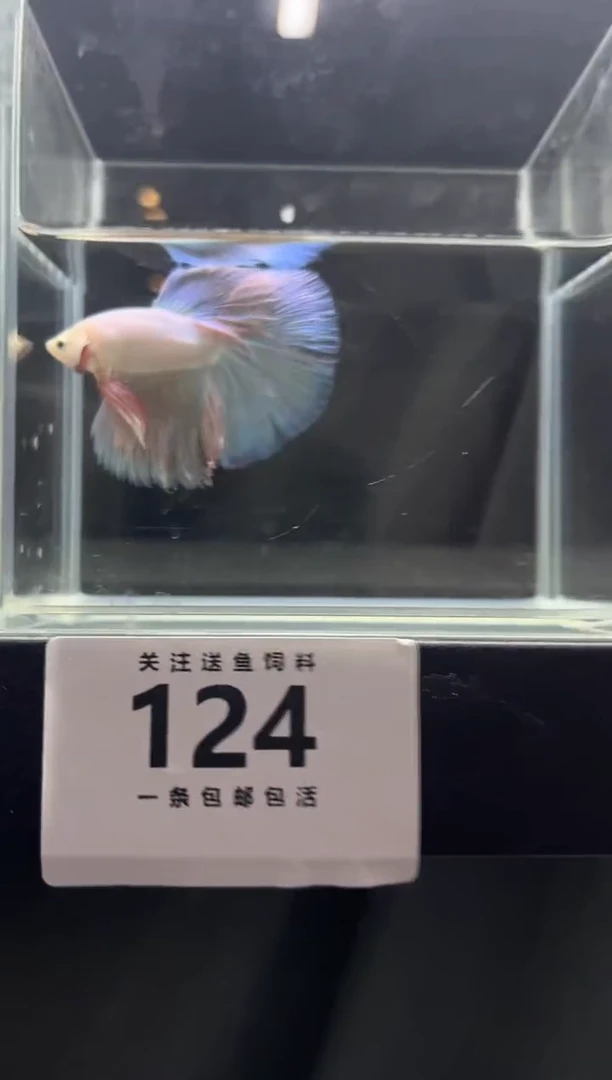 斗鱼直播竞拍链接124