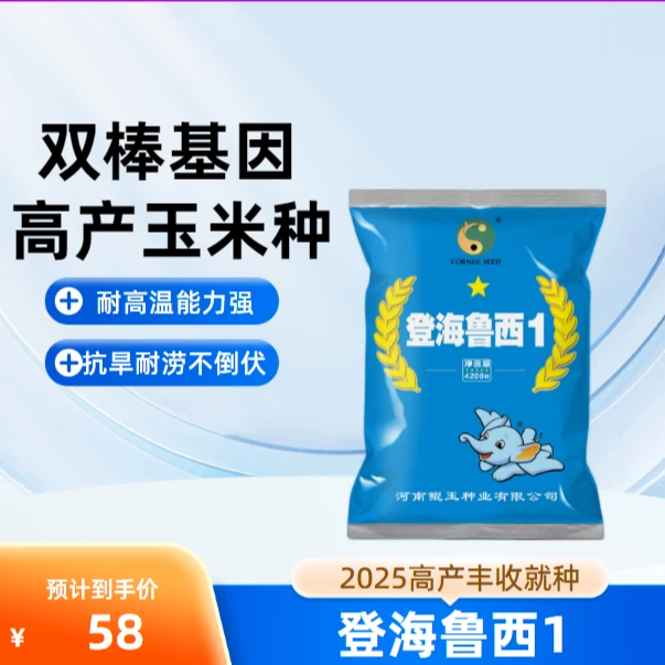 国审高产玉米种子矮杆大棒登海鲁西1耐高温抗倒伏抗病抗虫苞米种