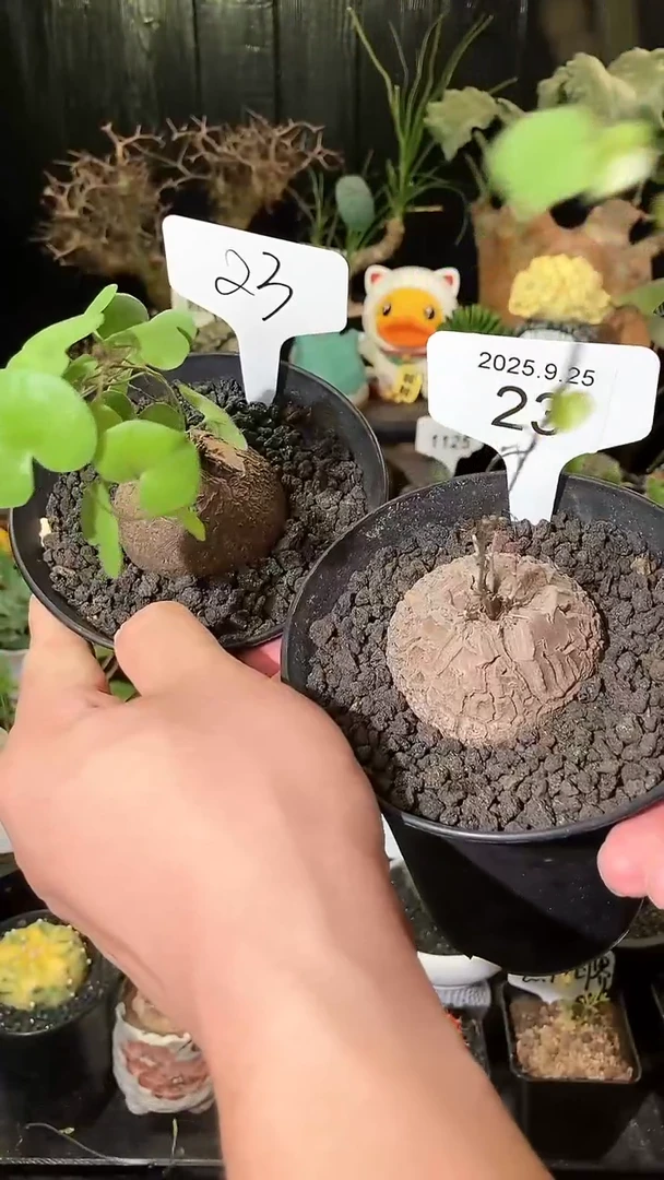 23号925福利南非龟甲龙买1个送1个