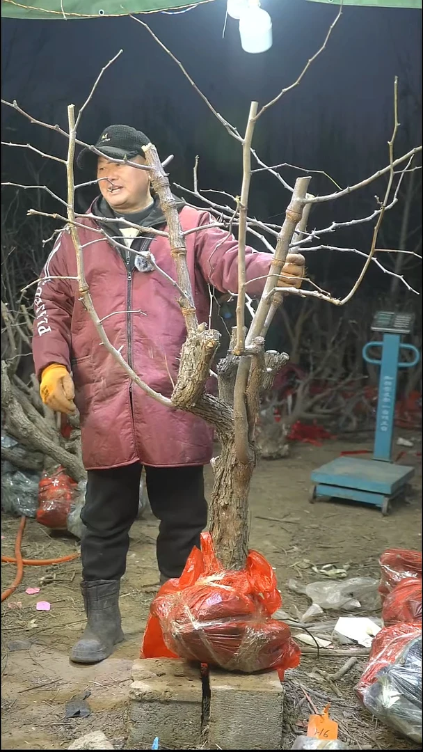 完全开放枣树451