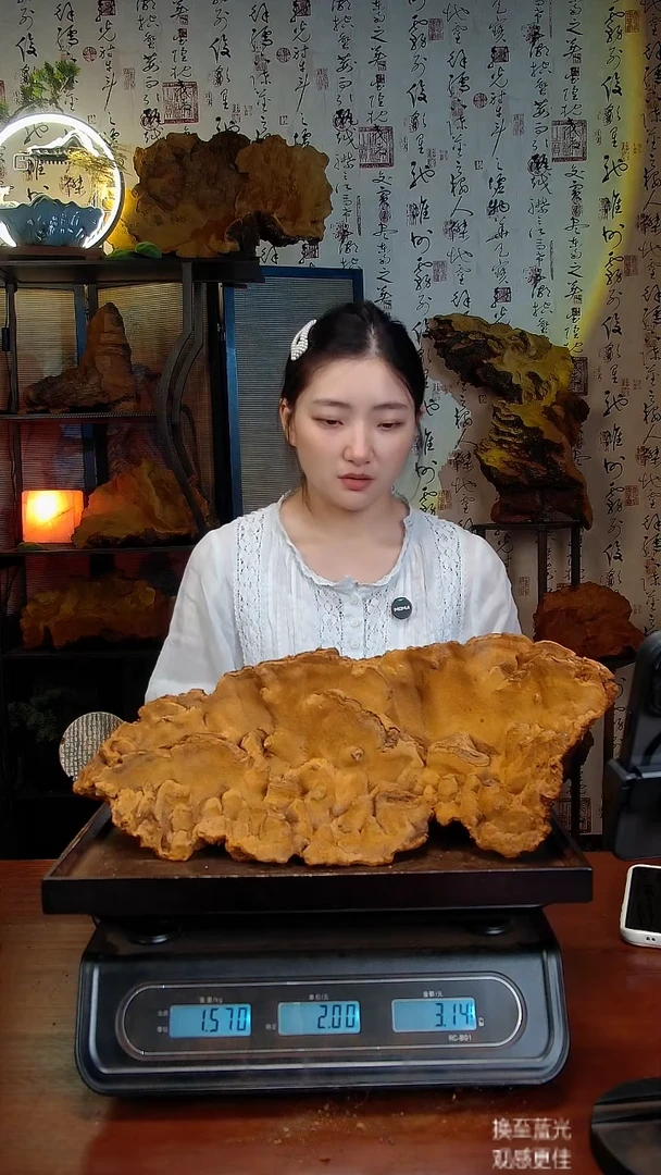 松针层孔菌中国大陆【藏区】松树桑黄（3.14斤）40-50年份