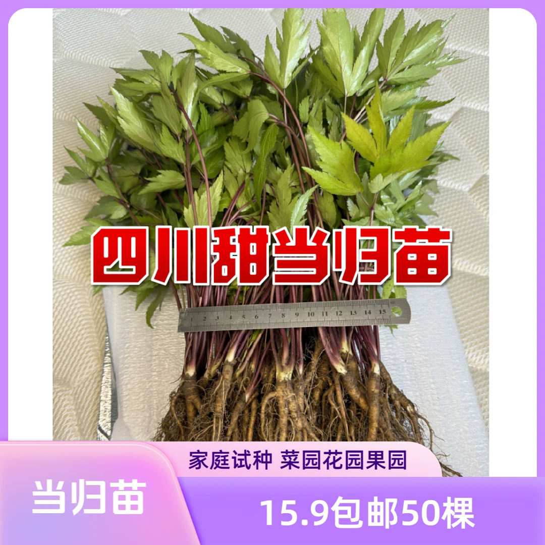当归苗 包邮 试种 甜当归苗 四川 菜归 幼苗 种植 煲汤 新奇特