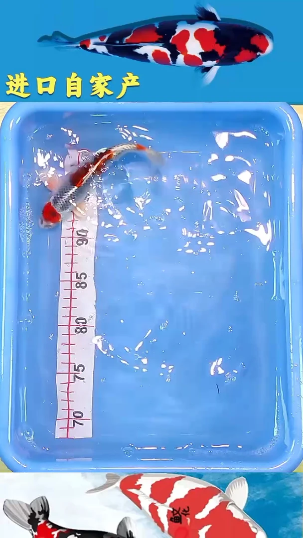 锦鲤2025/12/19悦鲤阁甄选锦鲤--51