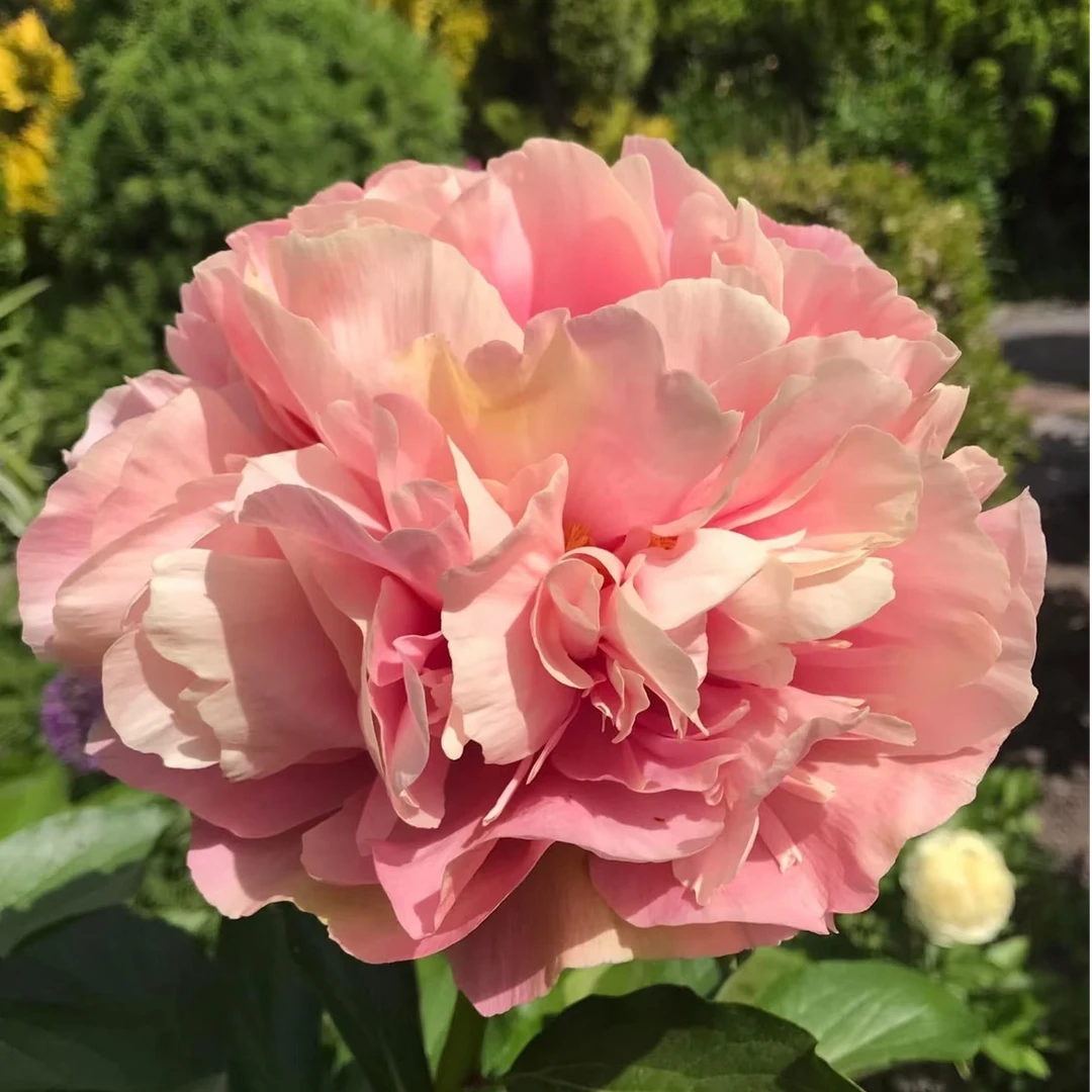 【特里芬帕金】 芍药种苗