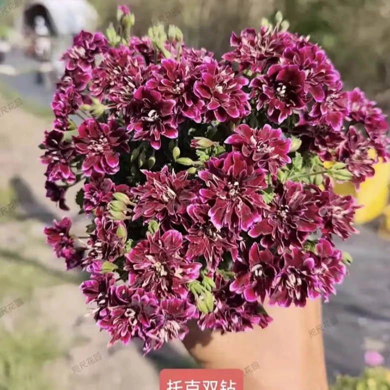 （托克双钻迷你款90盆）天竺葵大花天