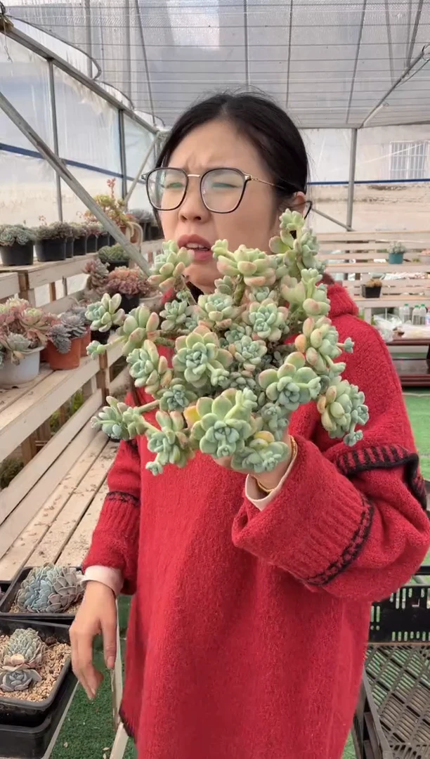 【闪购商品】39-精品棚劳尔5