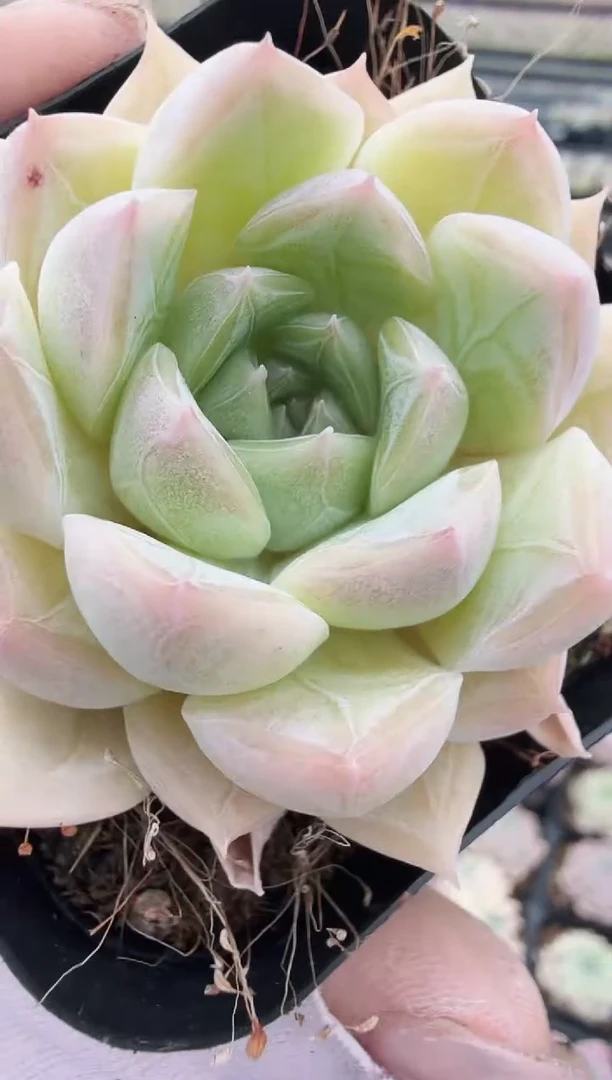 东云多肉园生日专场-208