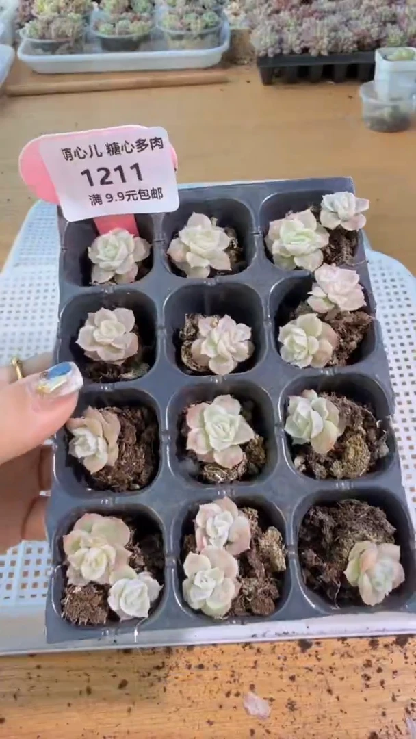 1211虾饺12颗多肉植物
