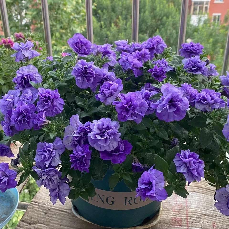 【矮牵牛】重瓣矮牵牛四季开花垂吊盆栽地栽带花室内鲜花好养紫色