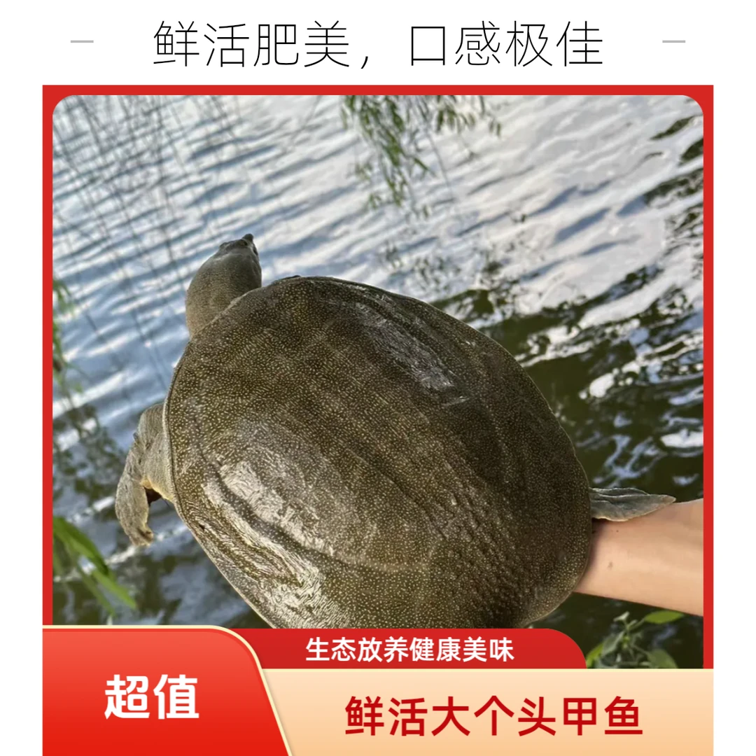 【3只装】到手不低于5斤（青黑背）散养甲鱼 顺丰包活包邮到家