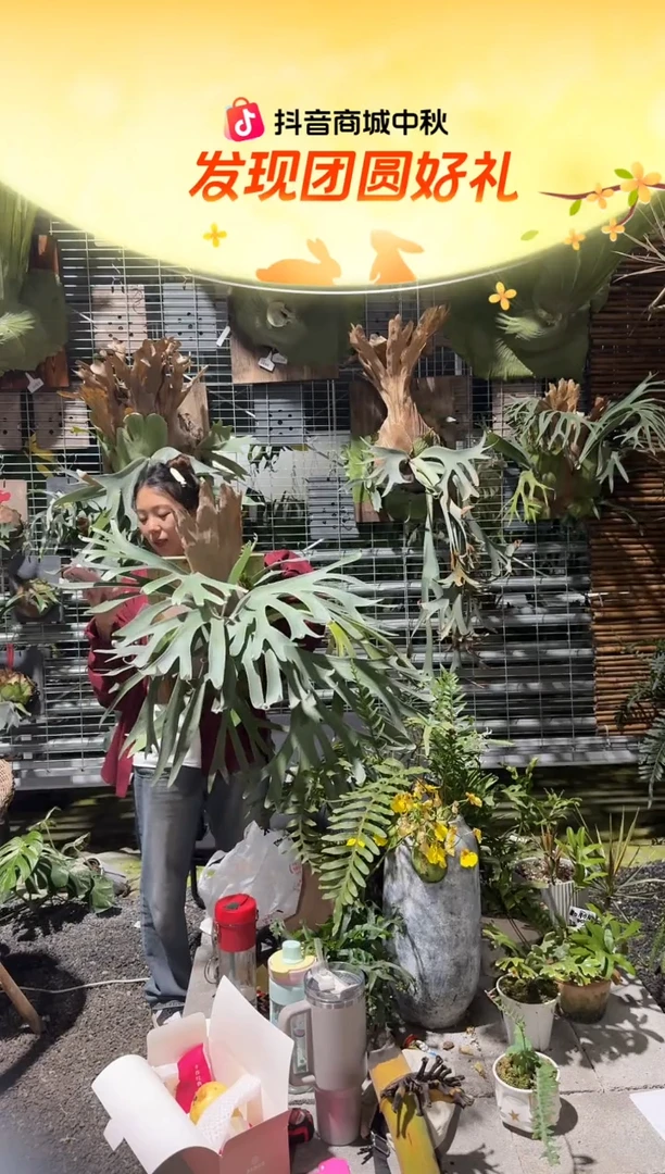 不开花植物飞马成株