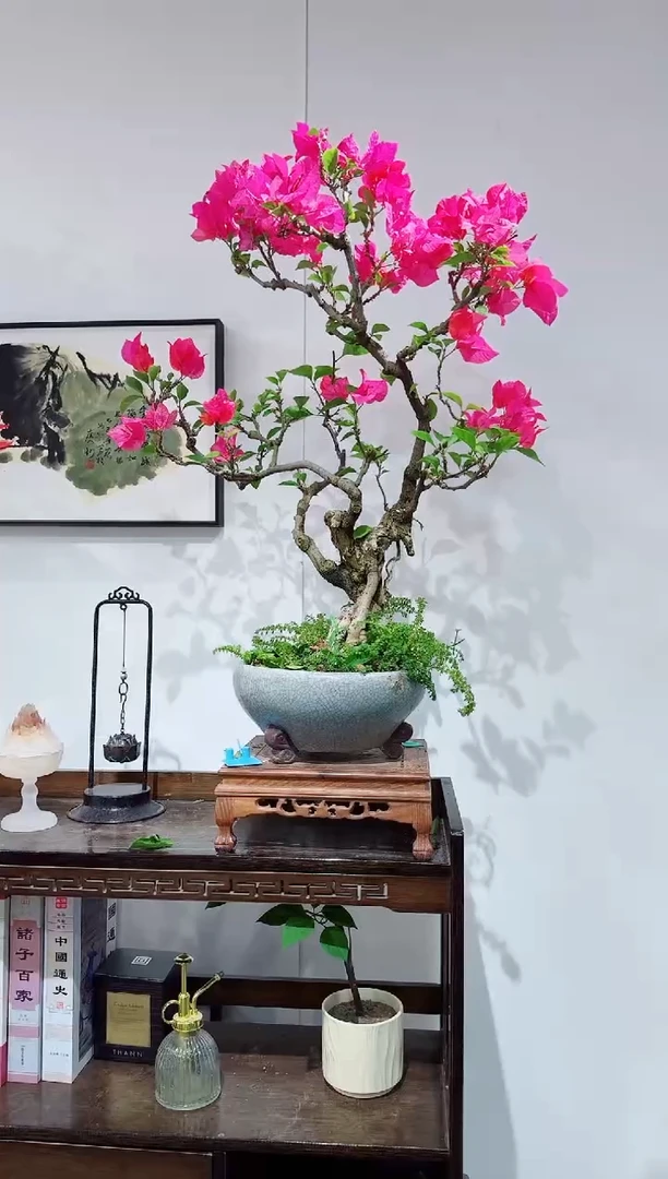 无花朵?***妞海岛红三角梅三角梅三角梅