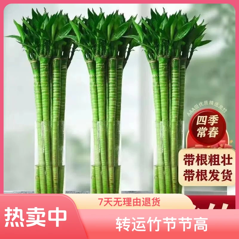 文昌竹龙竹带根水养丁财两旺节节高升水培客厅四季常青植物不带瓶