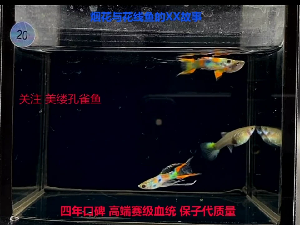 孔雀鱼魔剑福利1对加备损