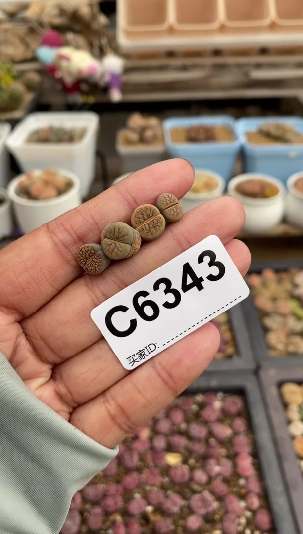 6343直播一物一拍