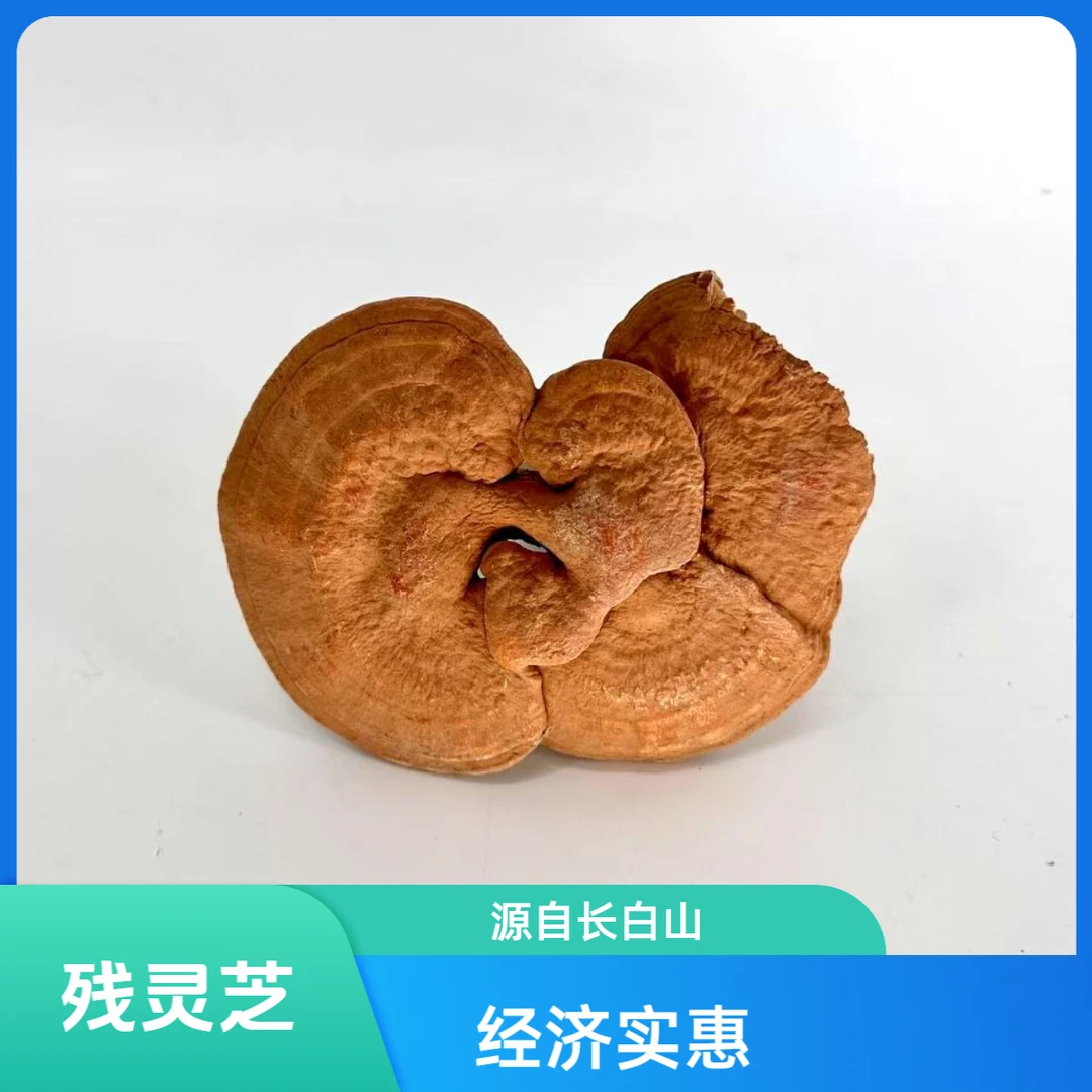 益合【残小赤灵芝】长白山赤灵芝干货东北特产泡茶滋补自然品质