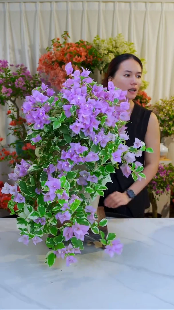 大部分开放少量花苞银边水仙子